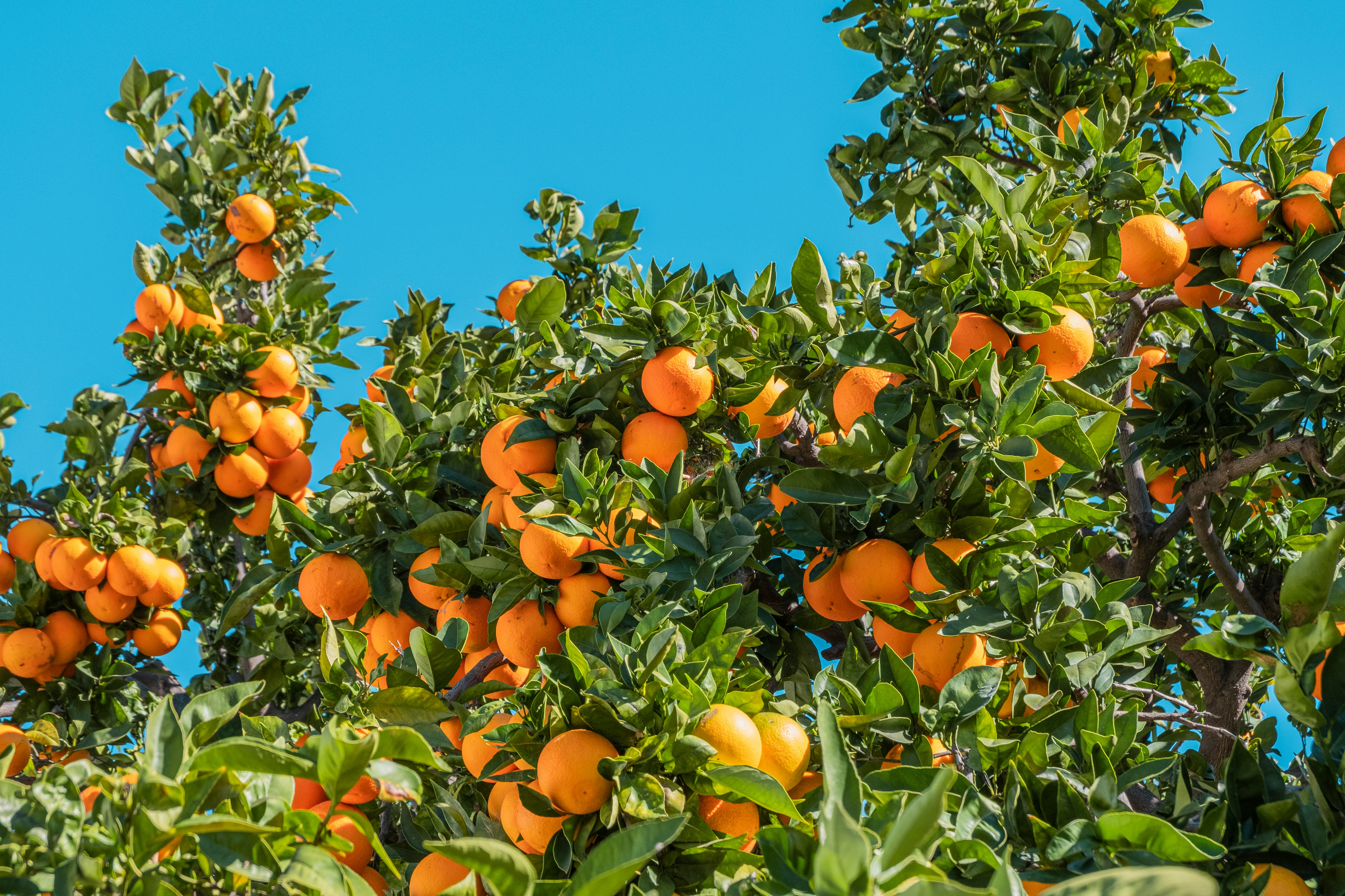 Naranjas frescas vibrantes